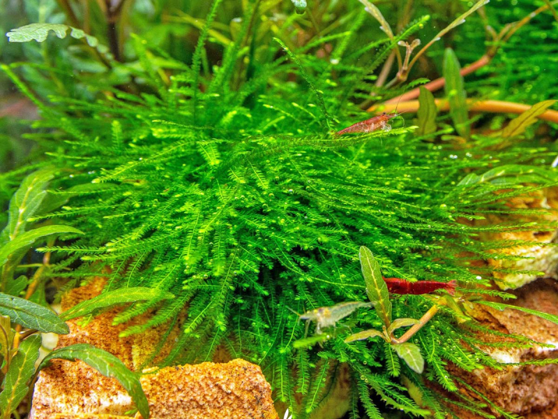 Giganten-Moos - Taxiphyllum sp. ´Giant´ in vitro
